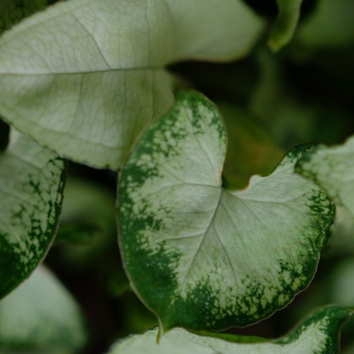 Syngonium Pixie