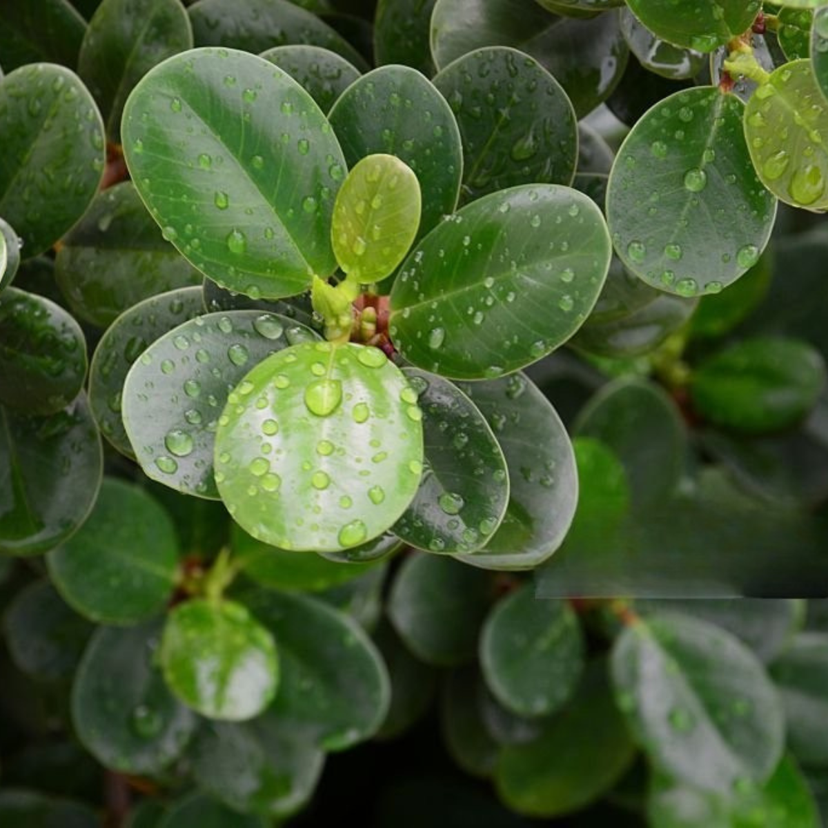 Ficus Micr. Moclame