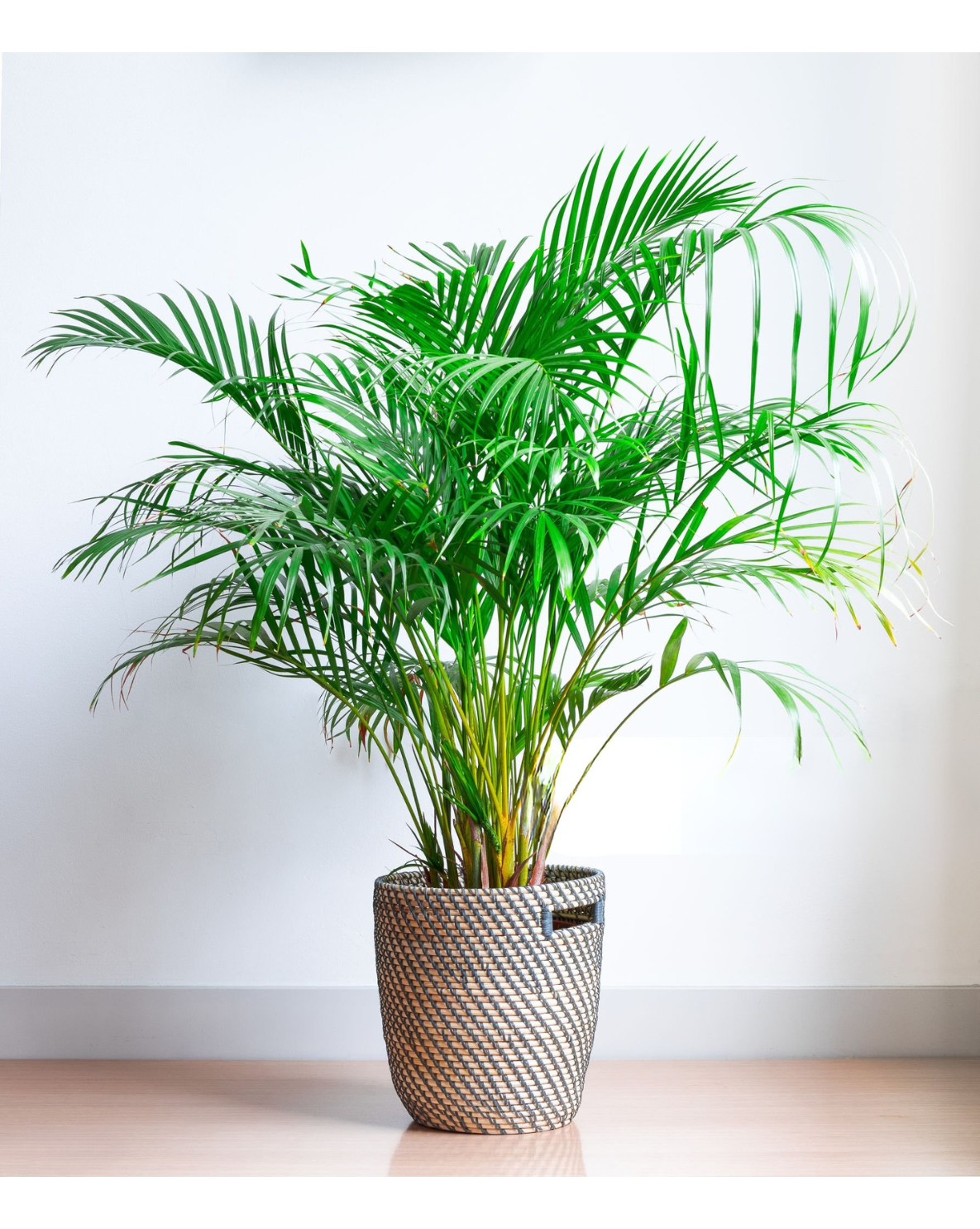 Dypsis Lutescens