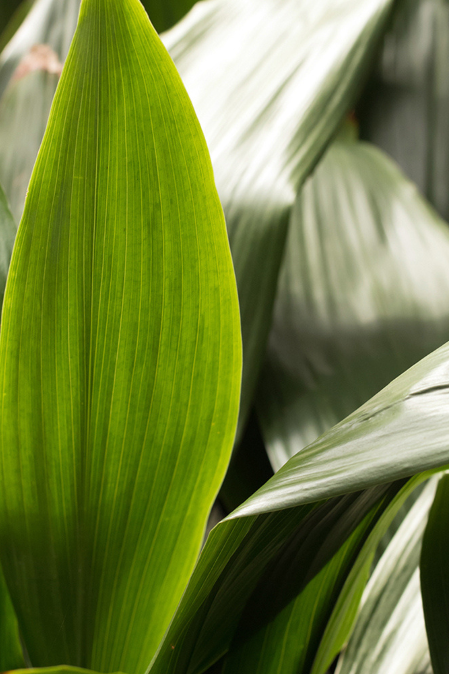 Aspidistra Elatior
