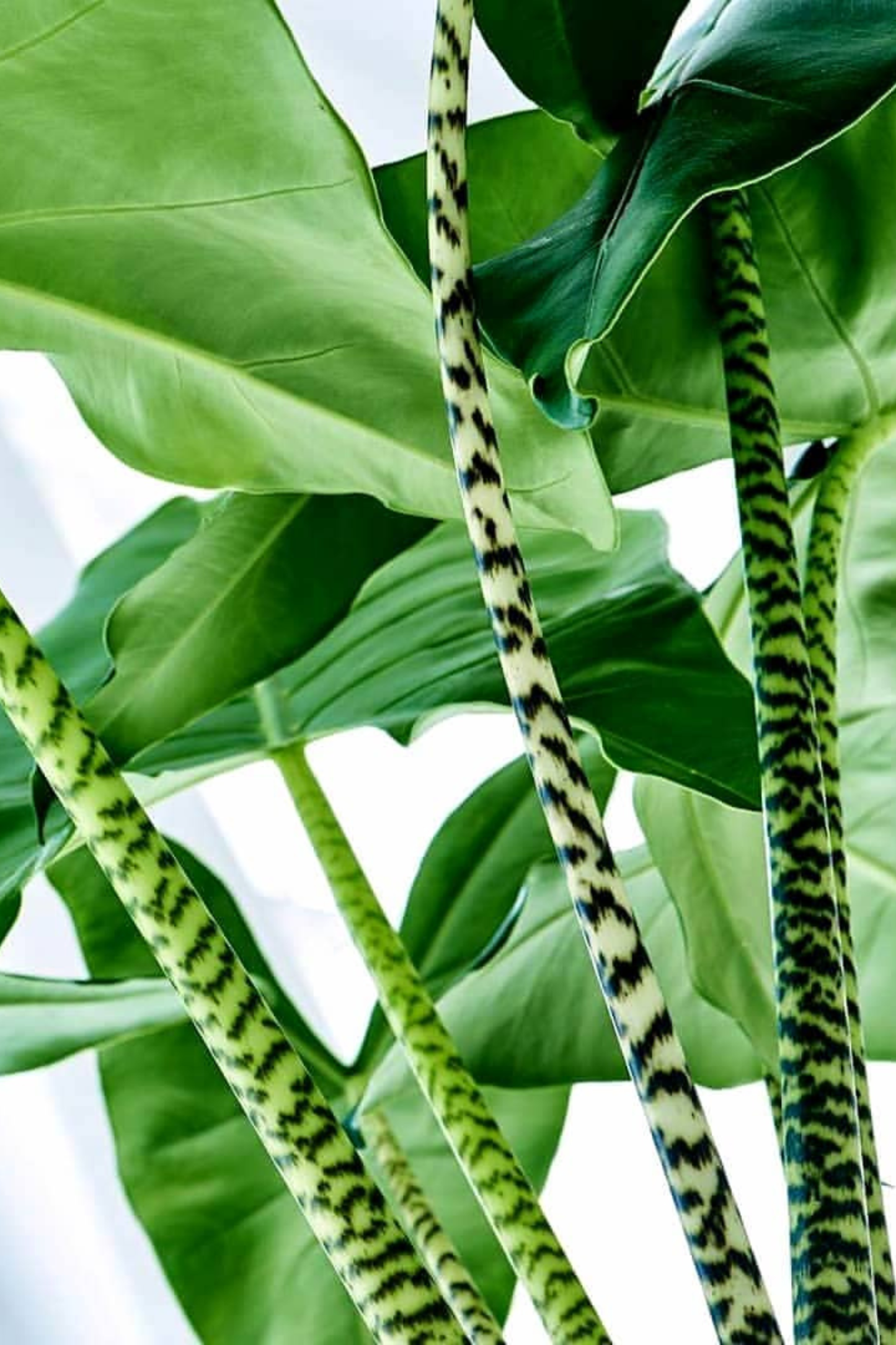 Alocasia Zebrina