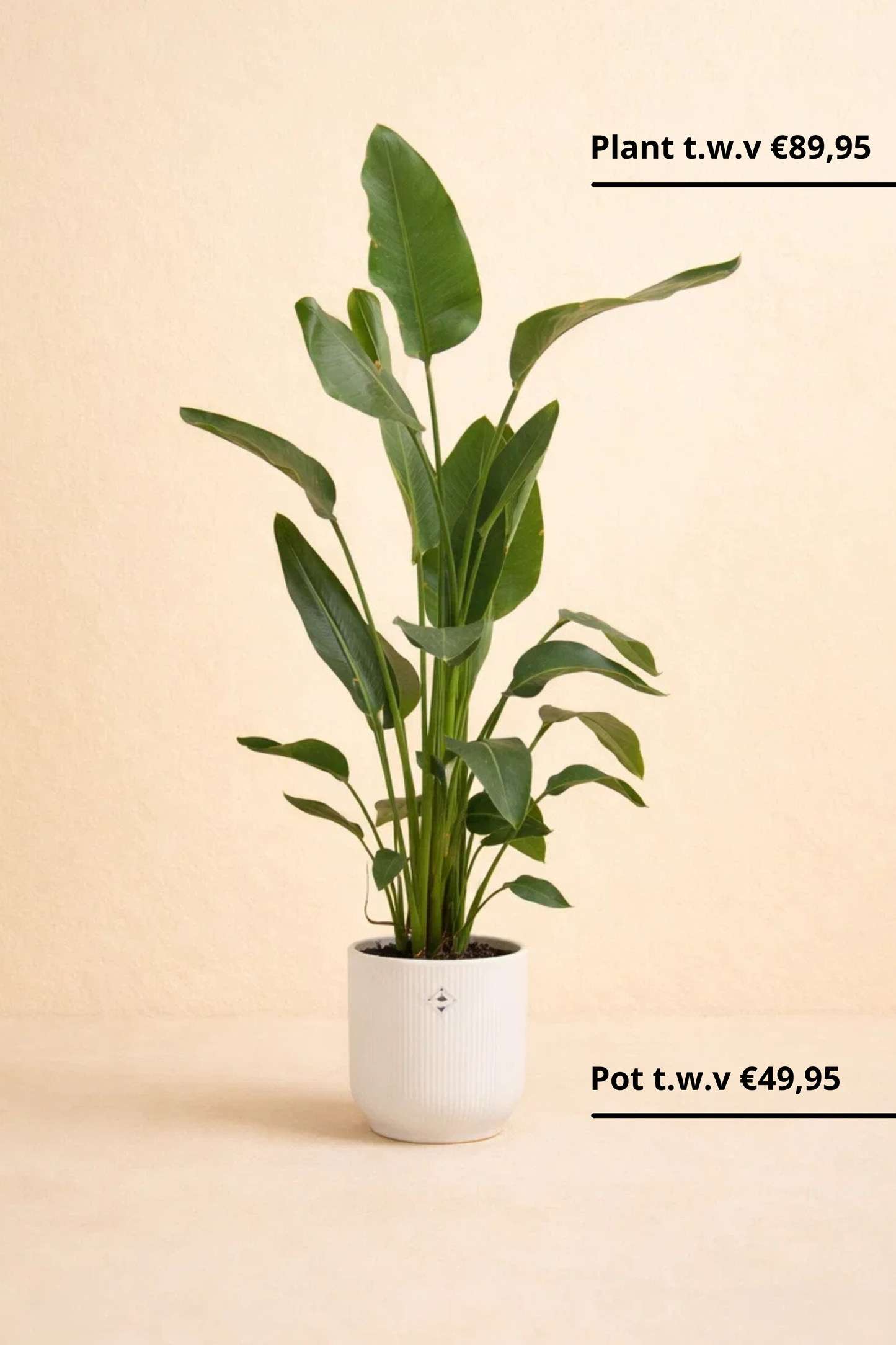 Strelitzia Nicolai + pot