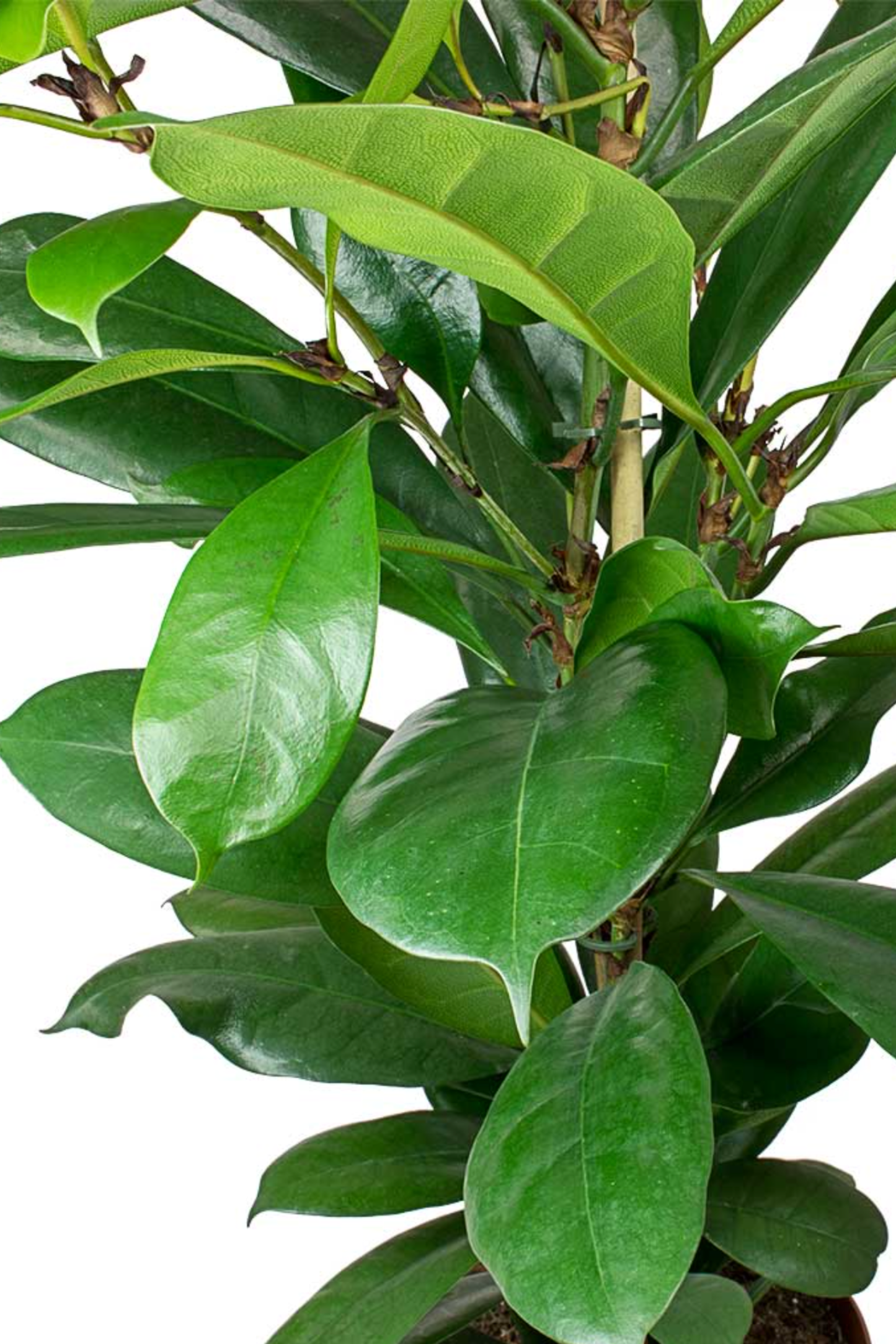 Ficus Cyathistipula
