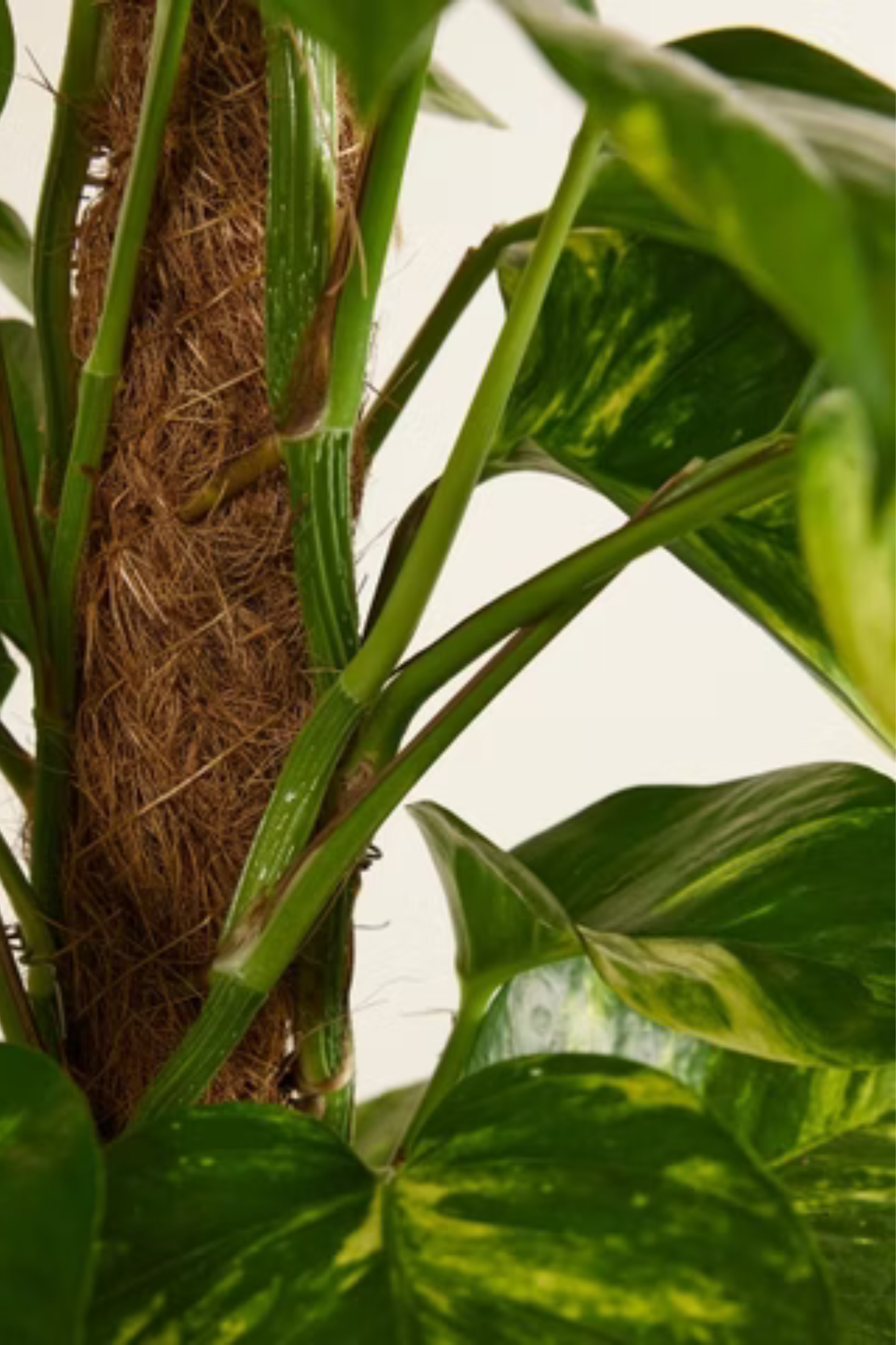 Epipremnum Pinnatum Mosstok Scindapsus