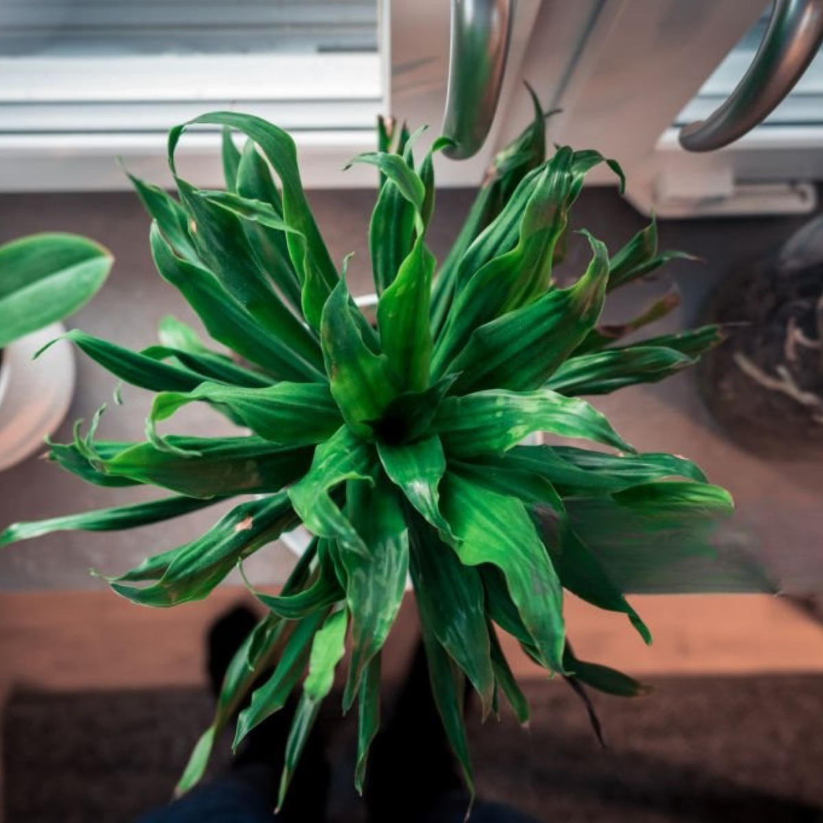Dracaena Janet Lind