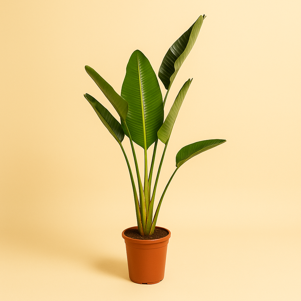 Strelitzia Augusta