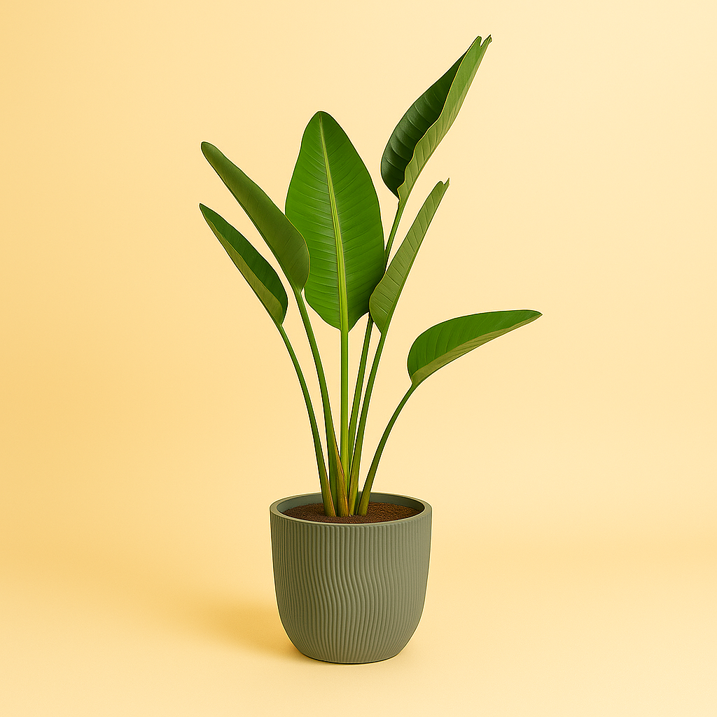 Strelitzia Augusta