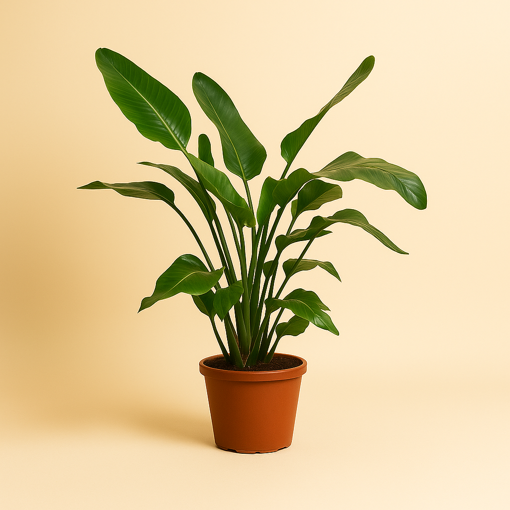 Strelitzia Nicolai