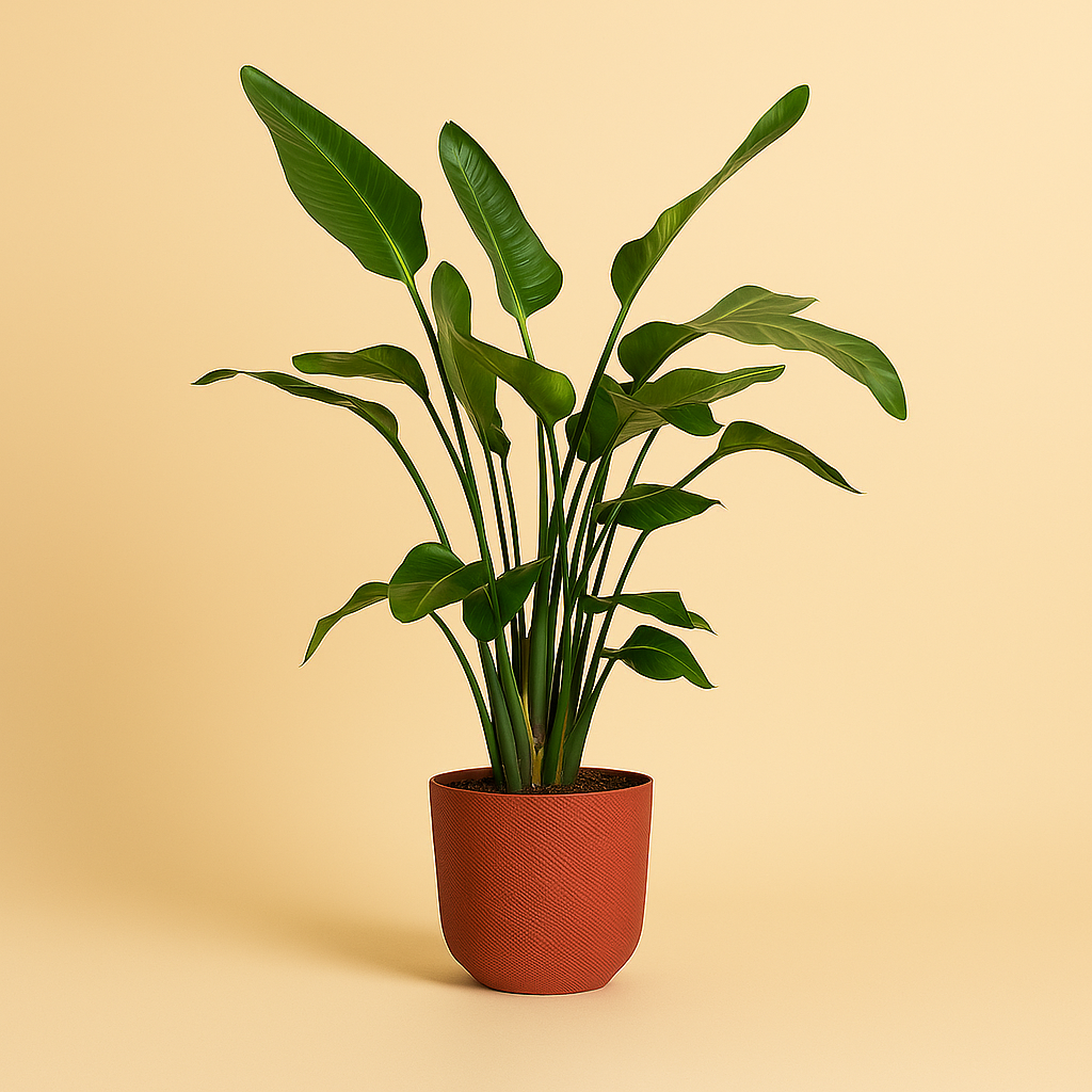 Strelitzia Nicolai