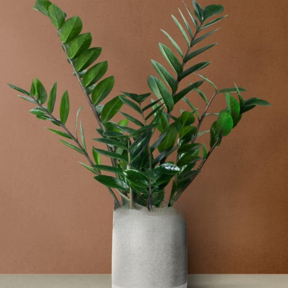 Zamioculcas Zamiifolia