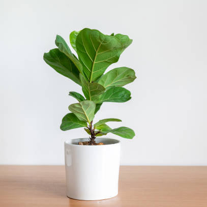 Ficus Lyrata - Ø17cm - ↕75cm