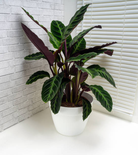 Calathea Warscewiczii - Ø19cm - ↕70cm