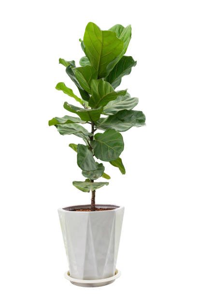Ficus Lyrata - Ø17cm - ↕75cm