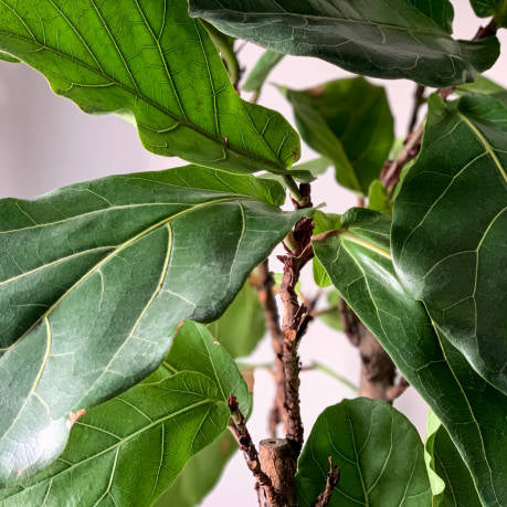 Ficus Lyrata - Ø17cm - ↕75cm