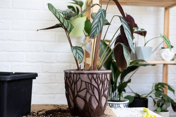 Calathea Warscewiczii - Ø19cm - ↕70cm