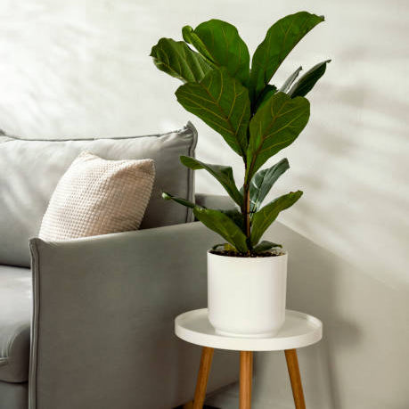Ficus Lyrata - Ø17cm - ↕75cm