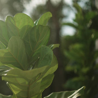 Ficus Lyrata - Ø17cm - ↕75cm