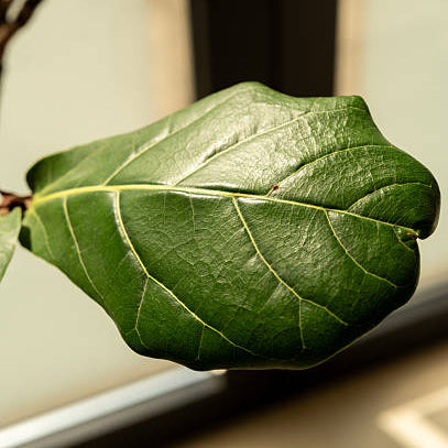 Ficus Lyrata - Ø17cm - ↕75cm