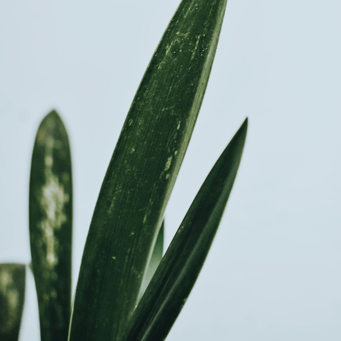 Sansevieria Futura Superba