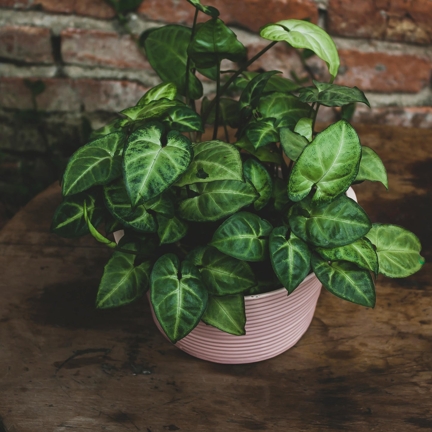 Syngonium Pixie