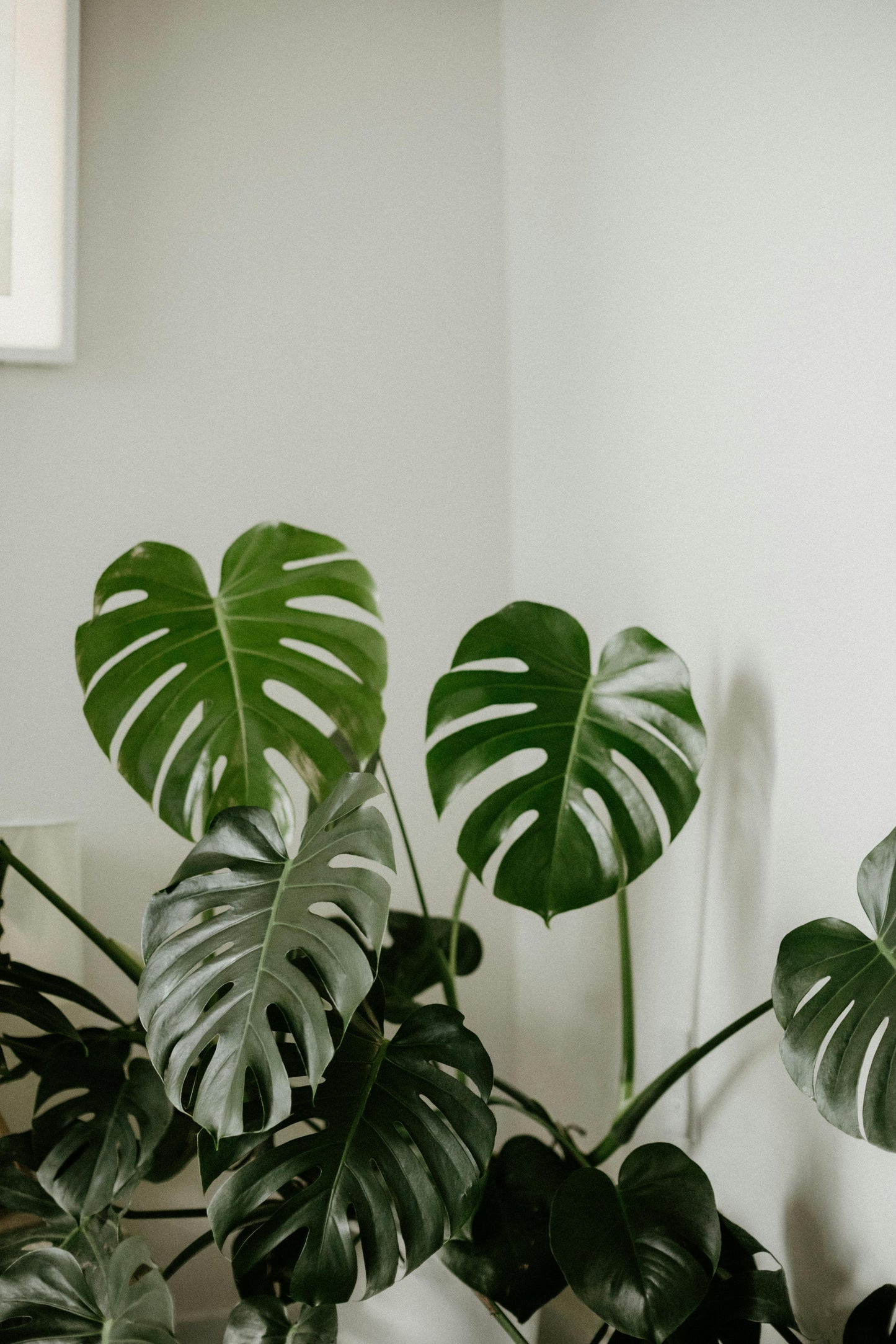 Monstera Deliciosa