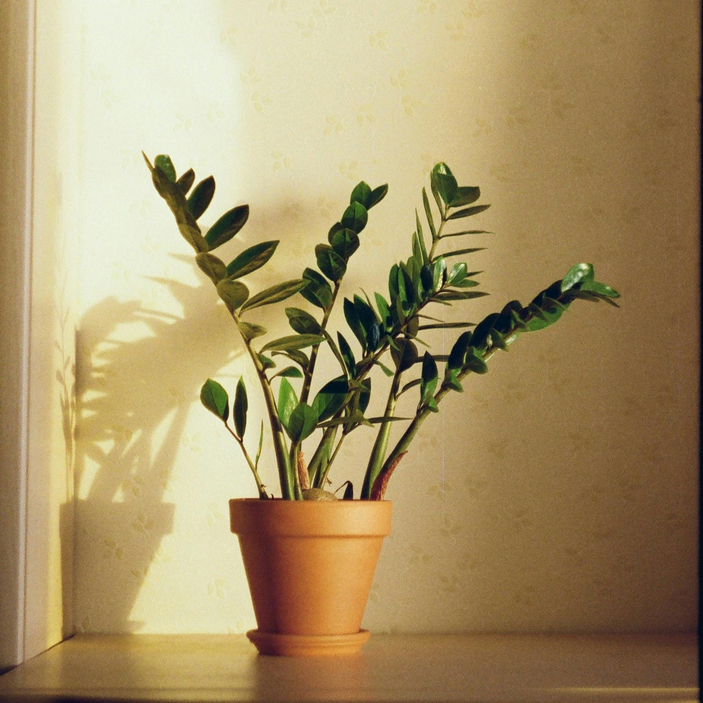 Zamioculcas Zamiifolia