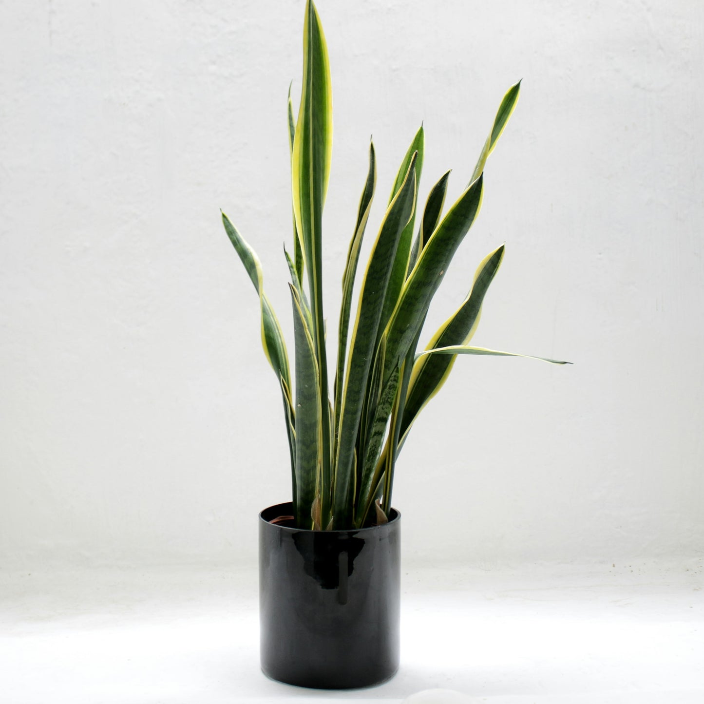 Sansevieria Futura Superba