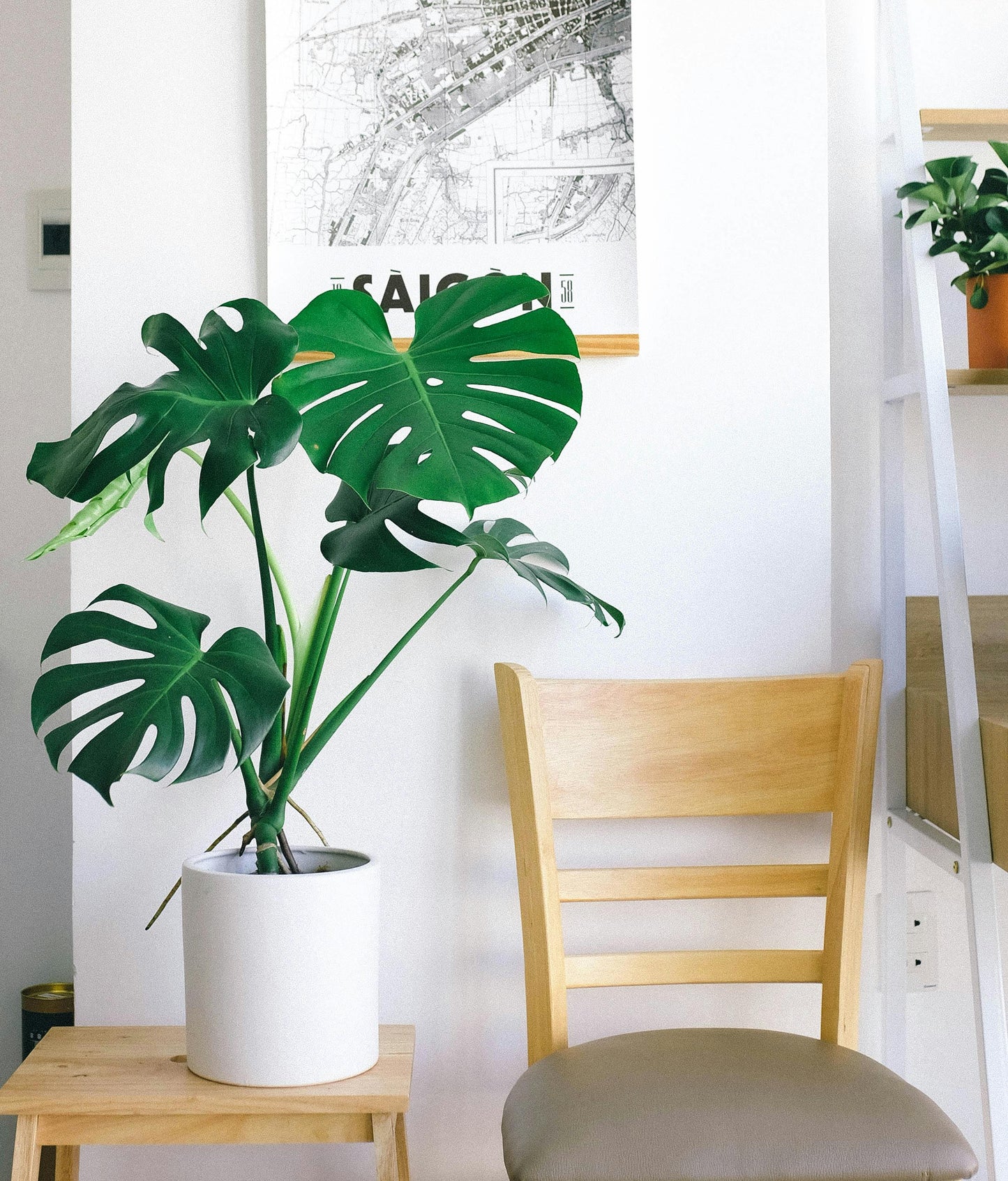 Monstera Deliciosa