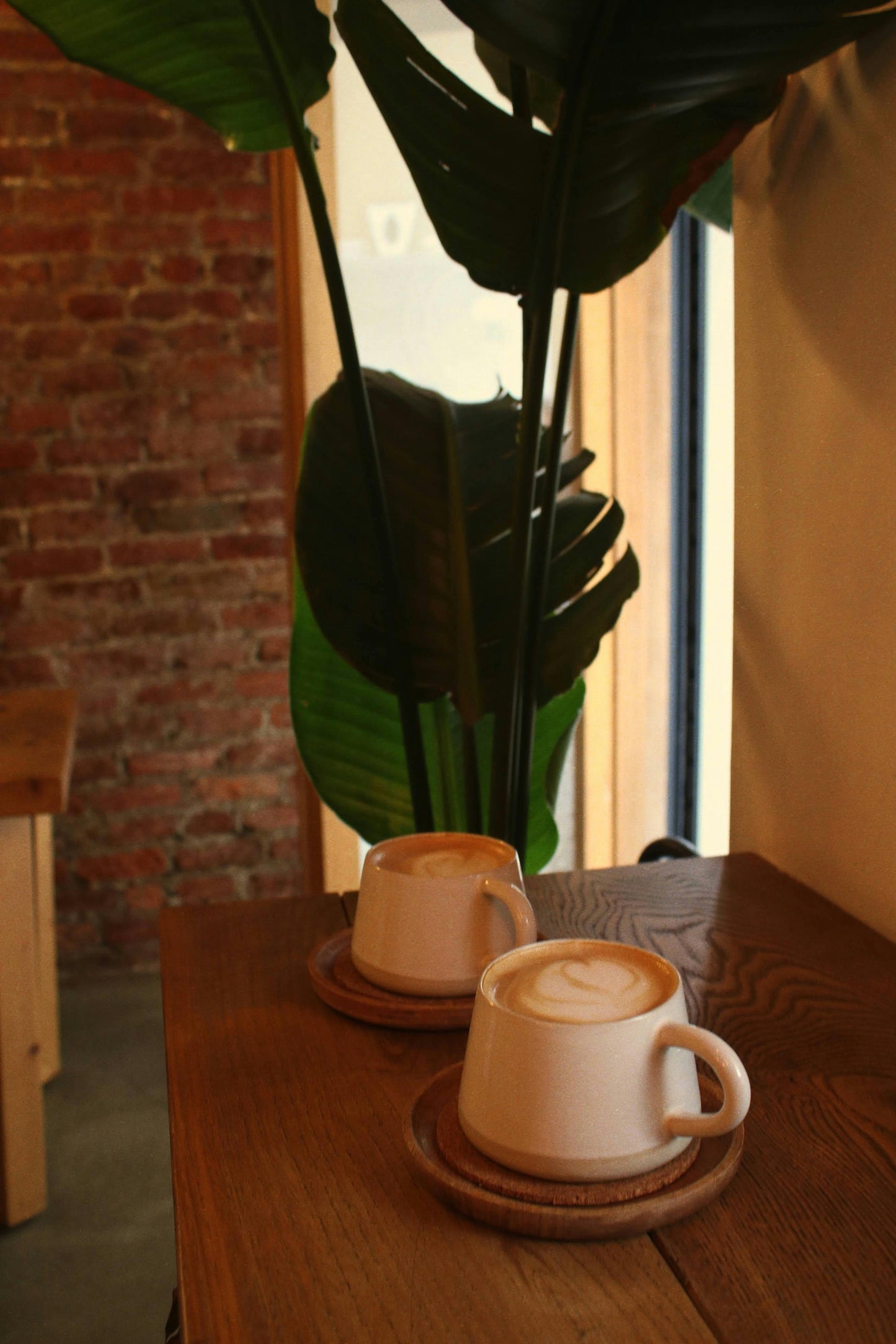 Strelitzia Nicolai