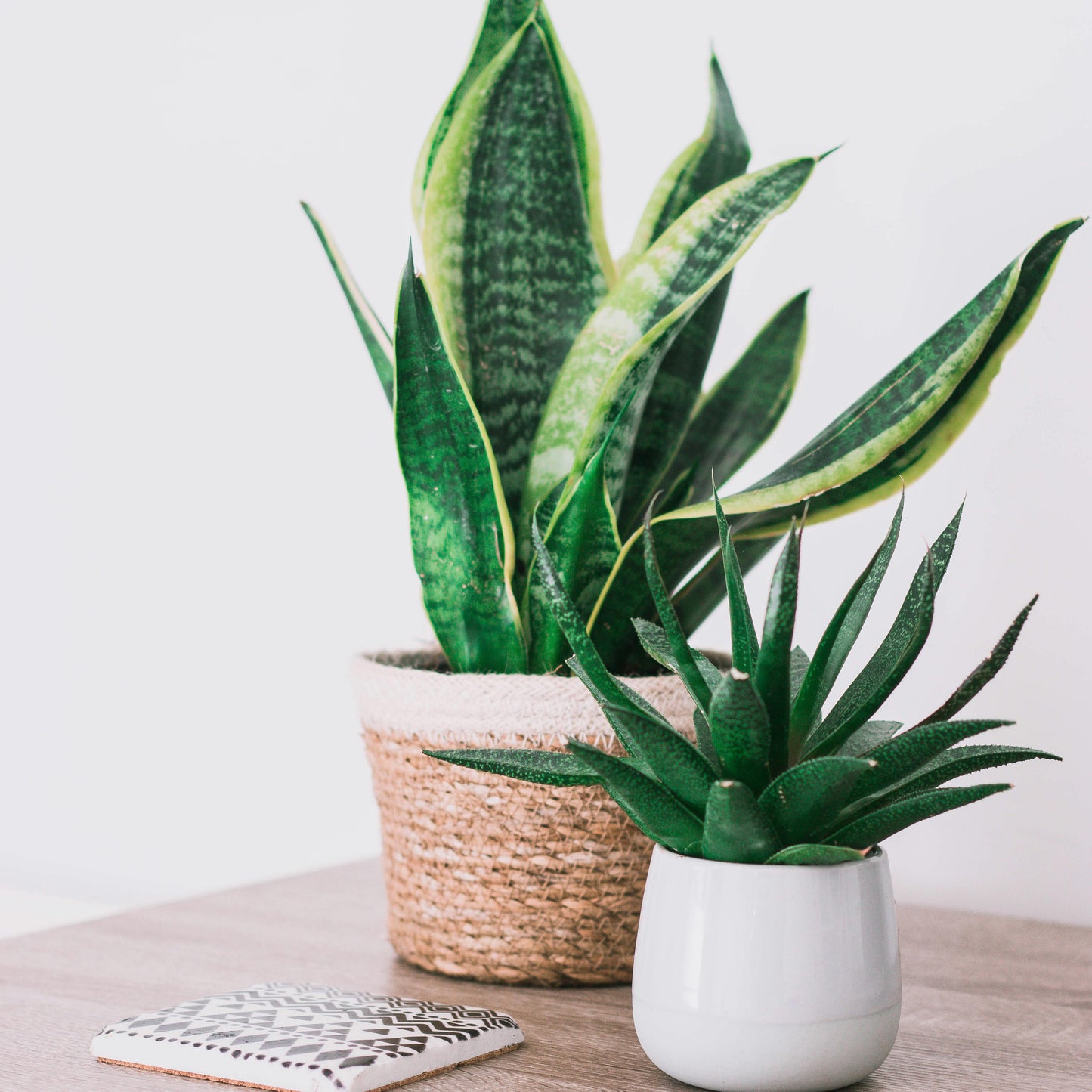 Sansevieria Futura Superba