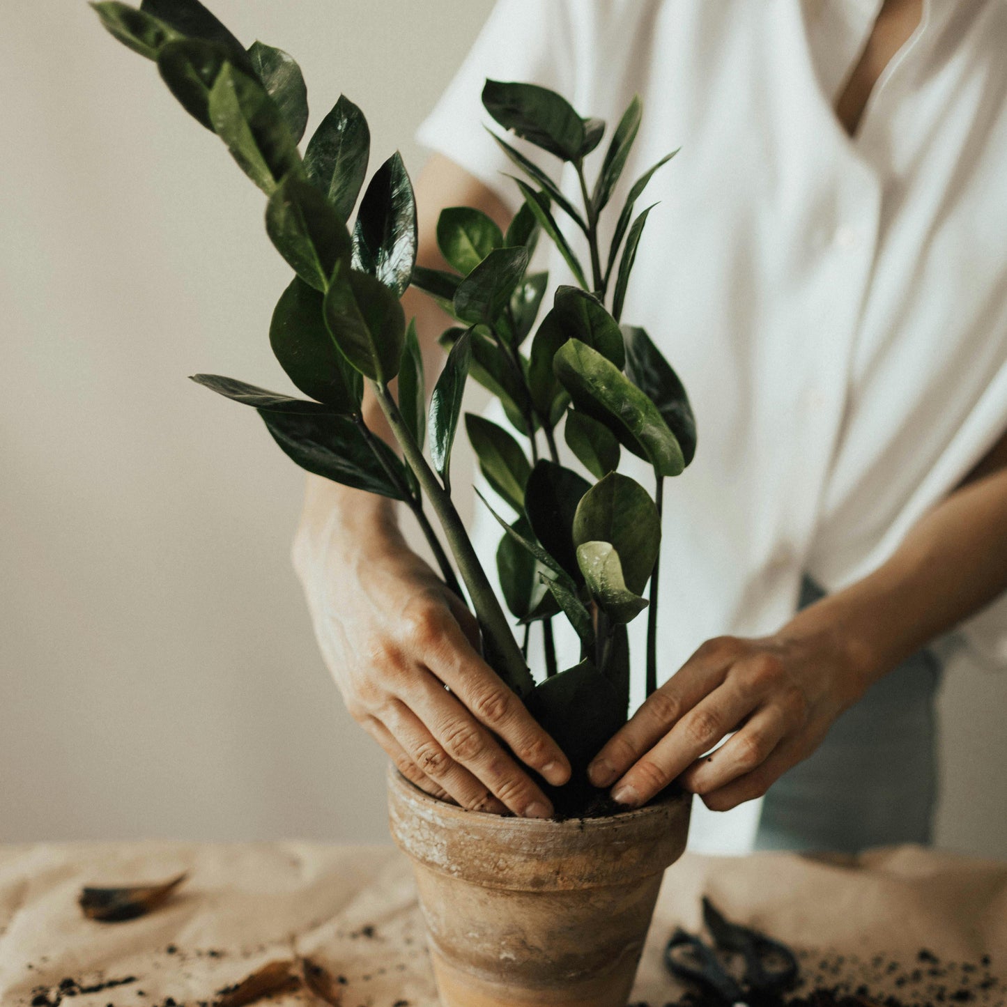 Zamioculcas Zamiifolia