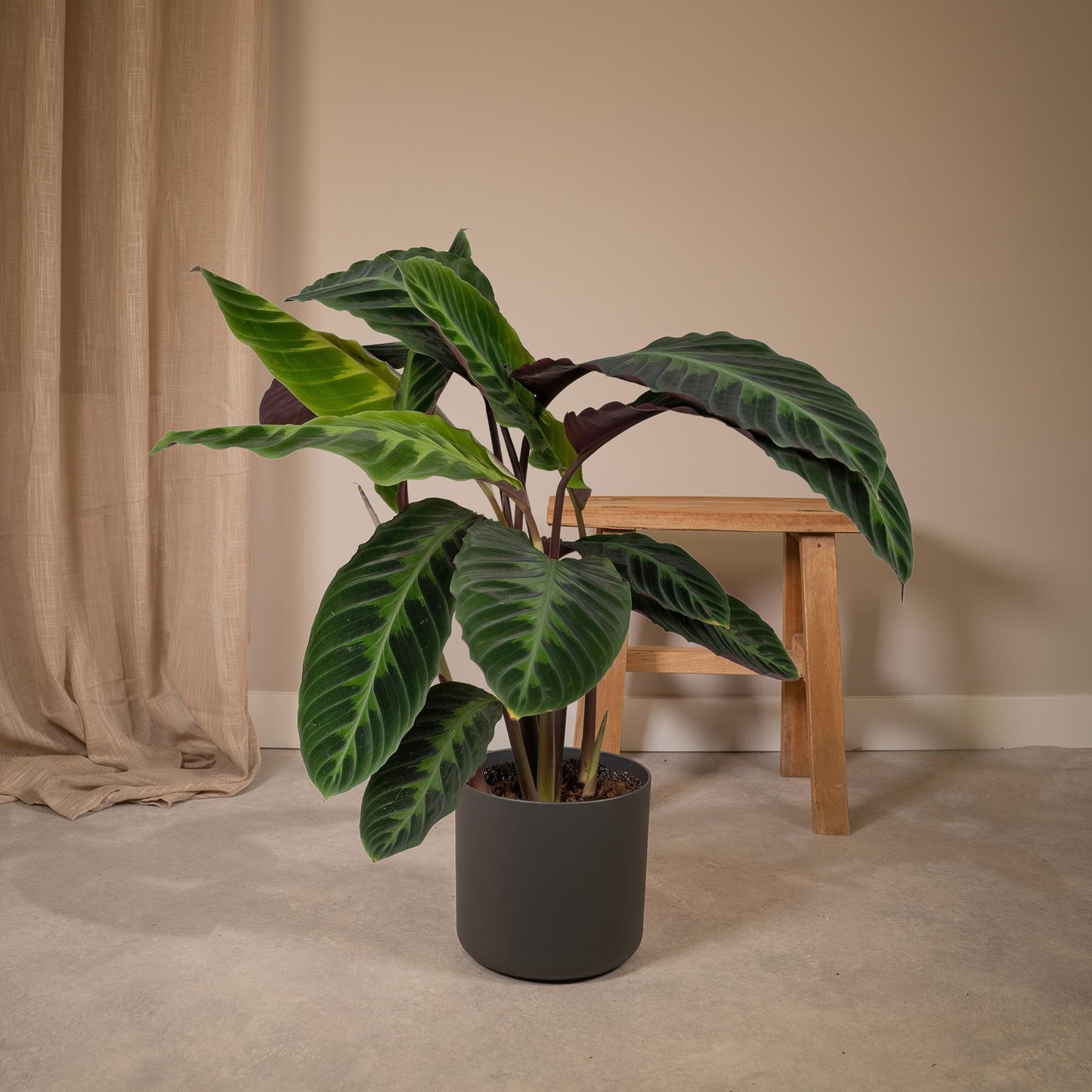Calathea Warscewiczii - Ø19cm - ↕70cm