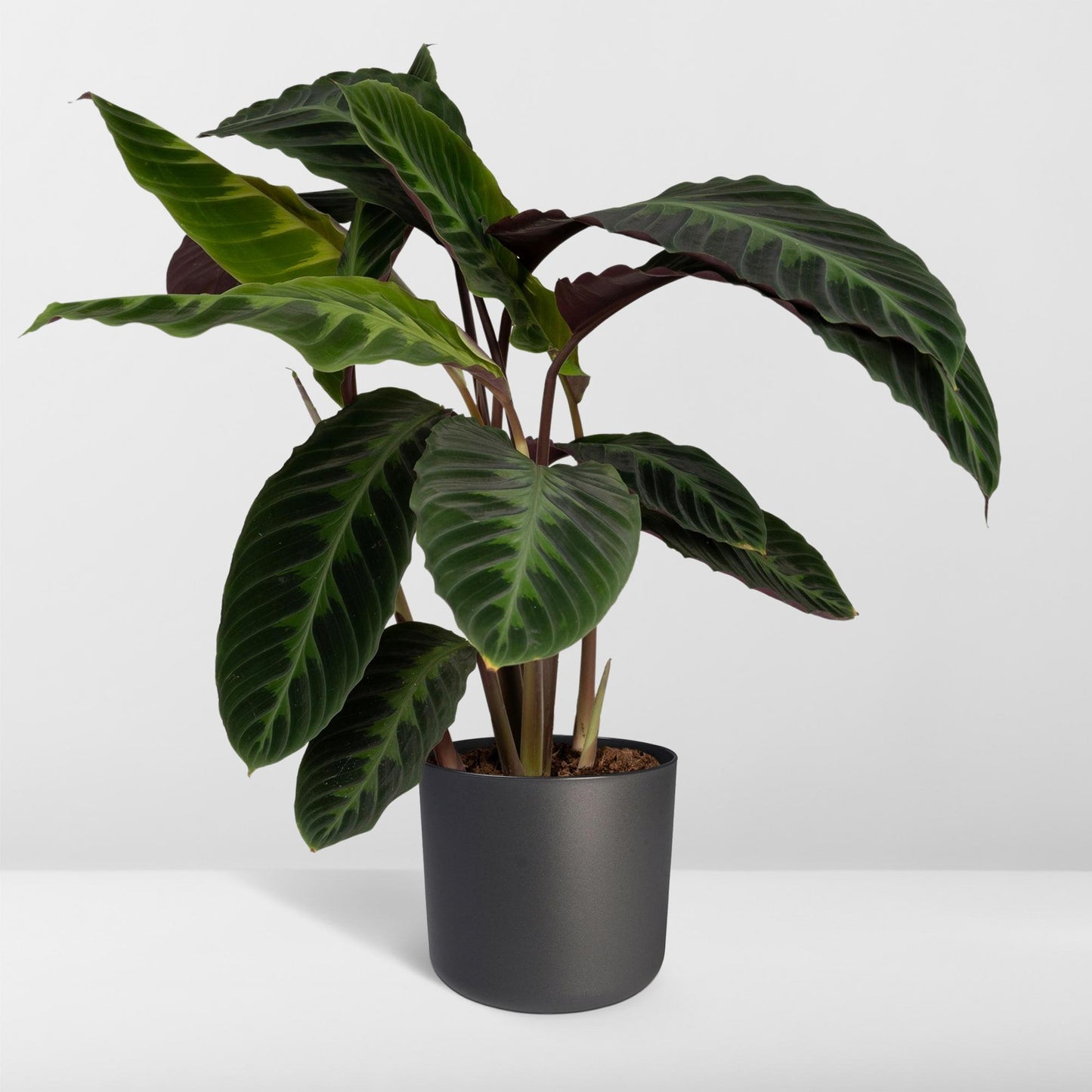 Calathea Warscewiczii - Ø19cm - ↕70cm