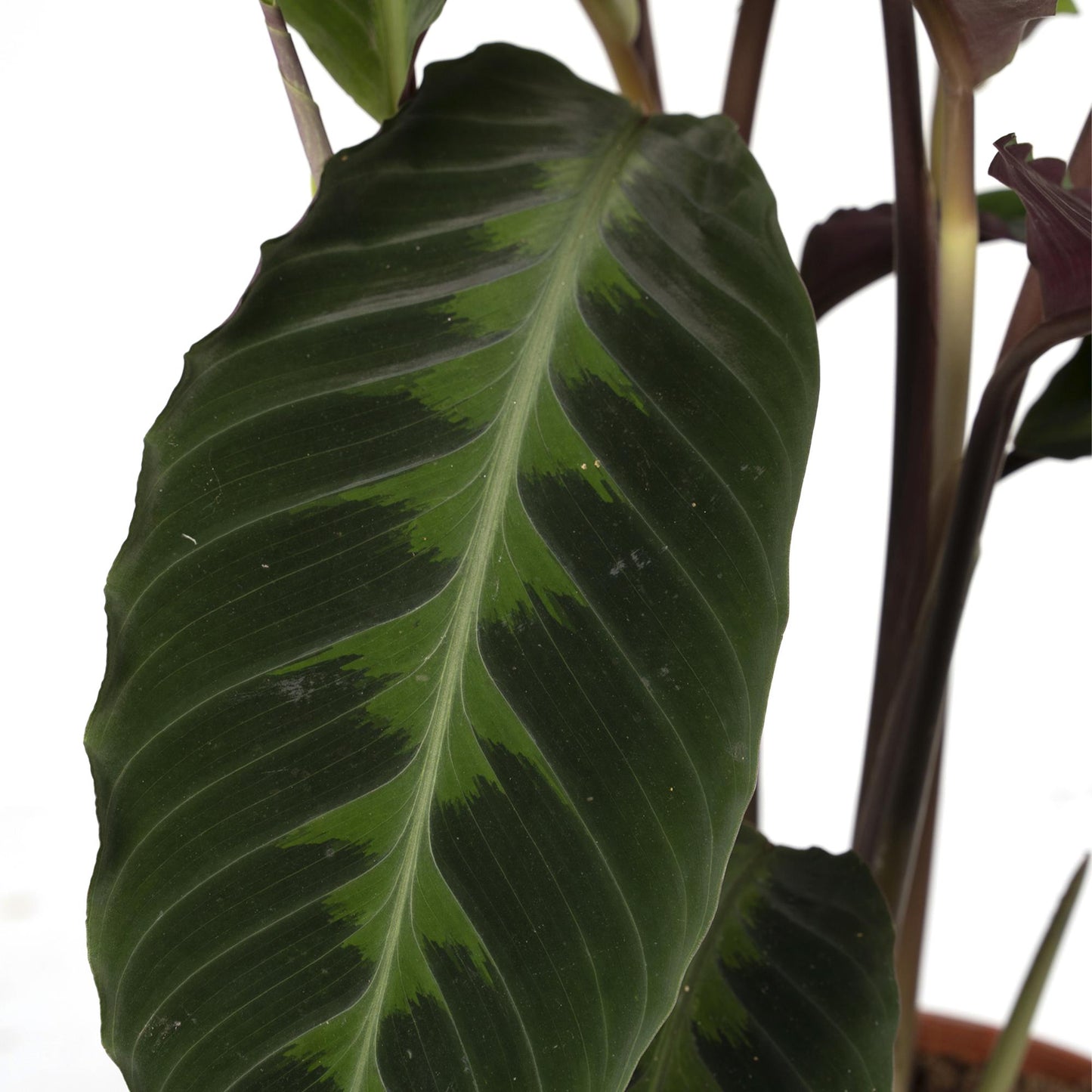 Calathea Warscewiczii - Ø19cm - ↕70cm