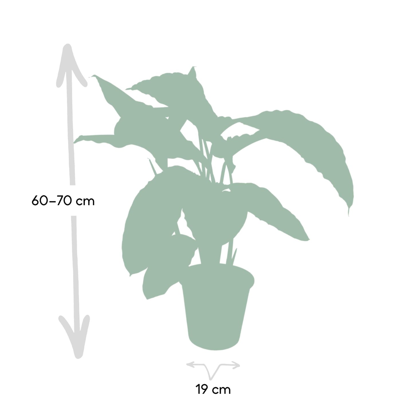 Calathea Warscewiczii - Ø19cm - ↕70cm