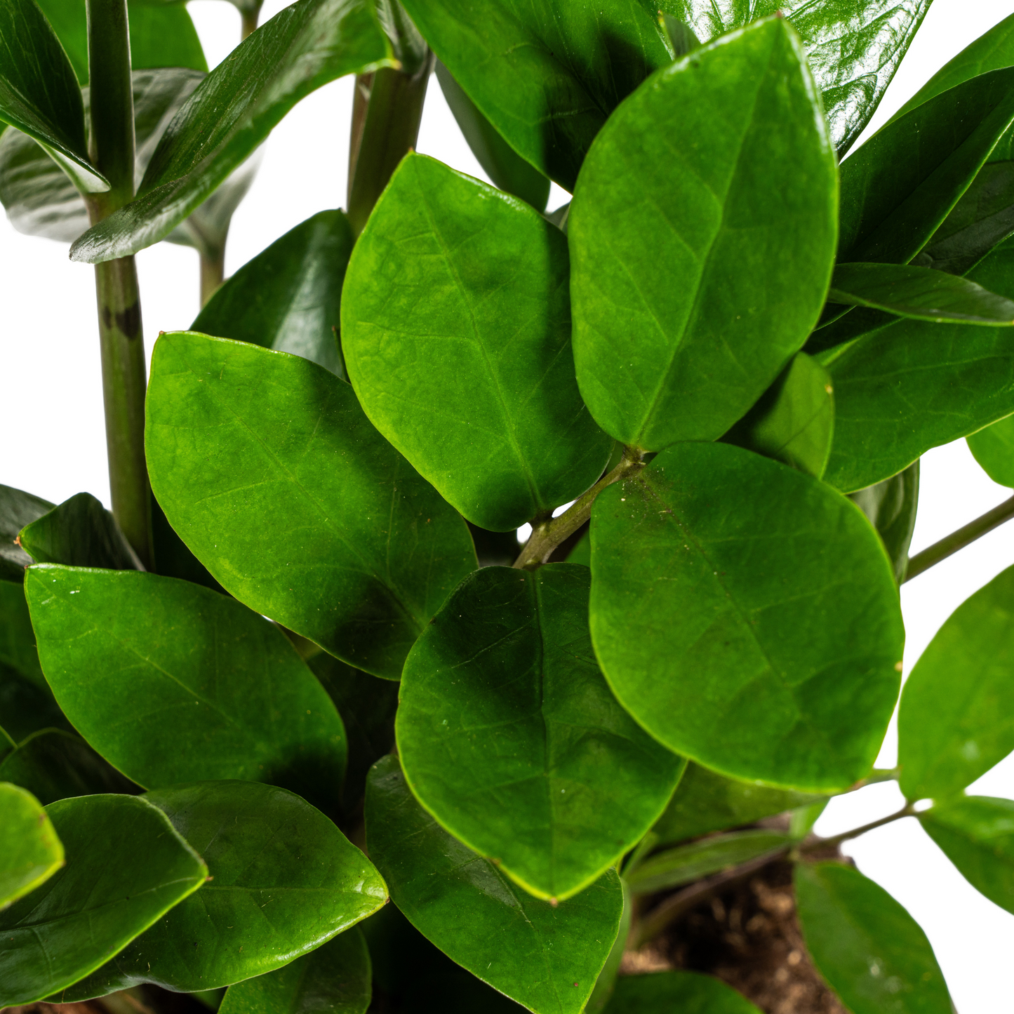 Zamioculcas Zamiifolia