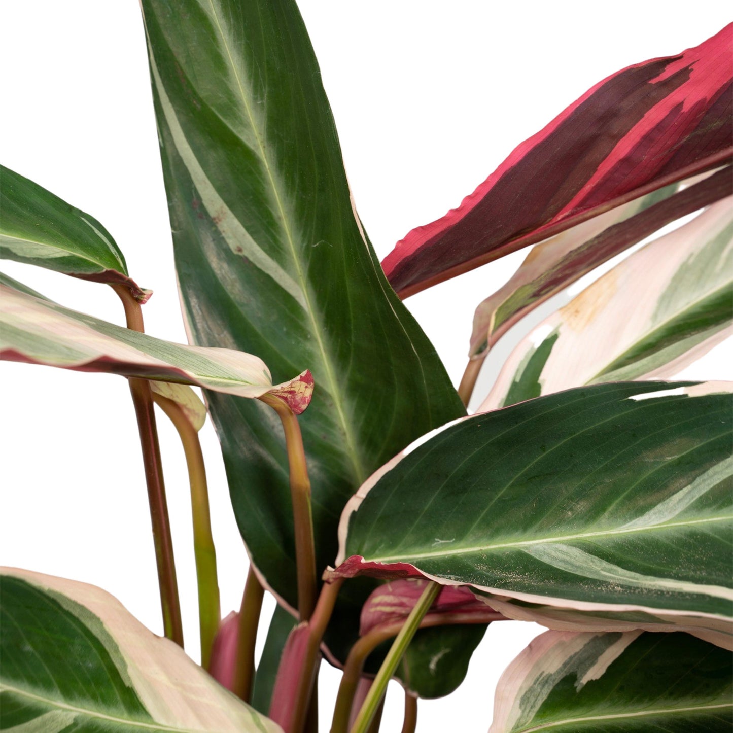 Calathea Warscewiczii - Ø19cm - ↕70cm