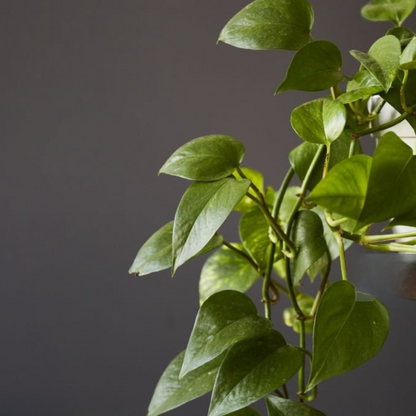 Scindapsus