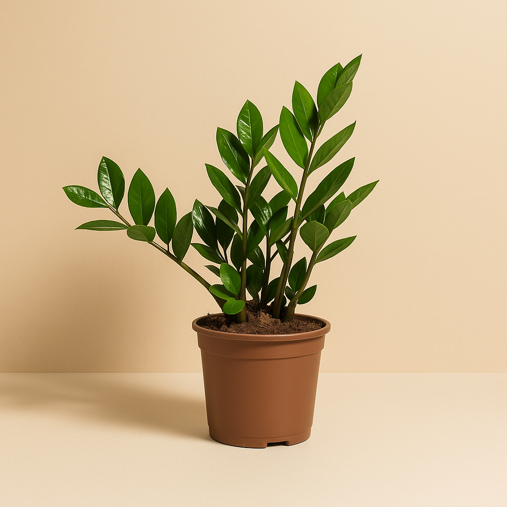 Zamioculcas Zamiifolia