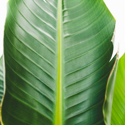 Strelitzia Nicolai