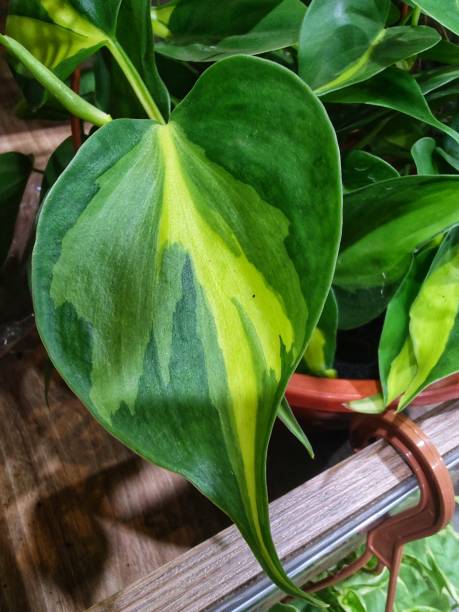 Epipremnum Aureum