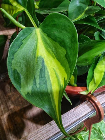 Epipremnum Aureum