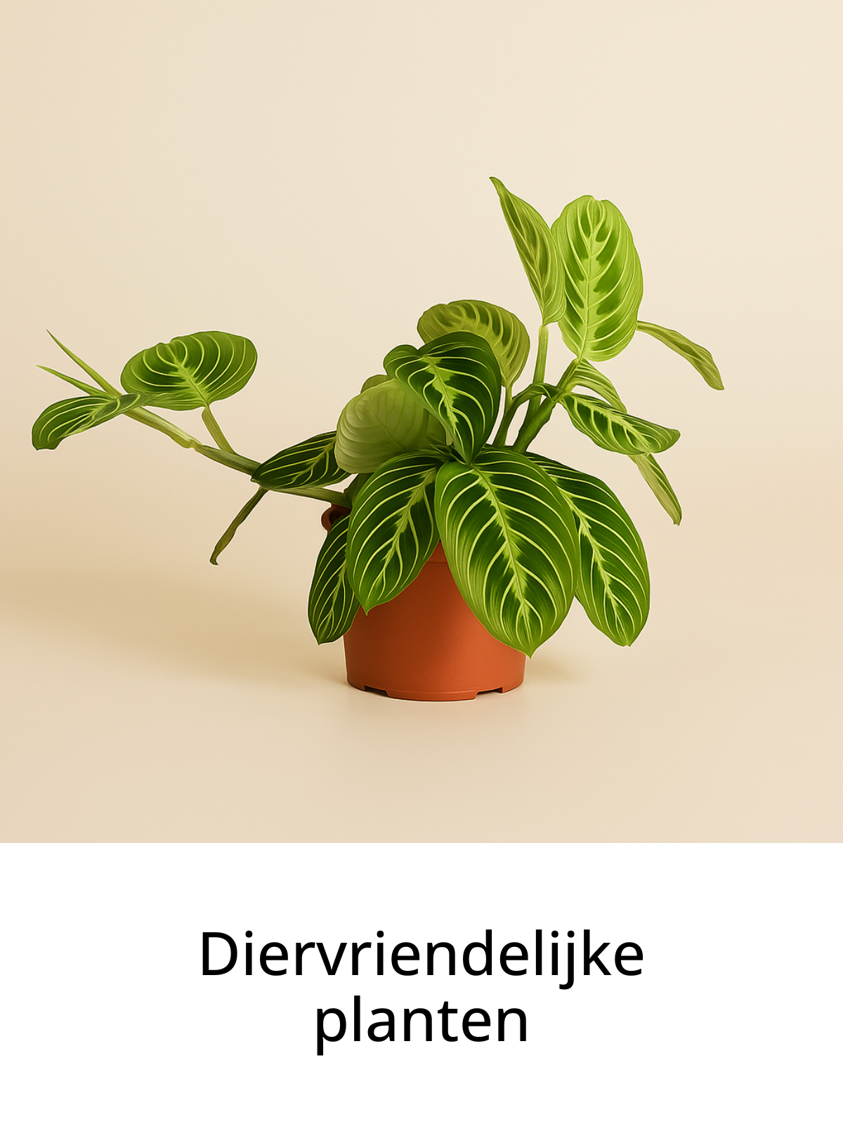 Clickable image
