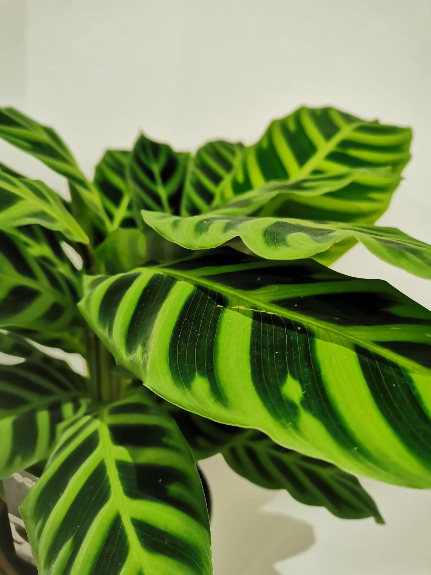 Kunstplant  Calathea Zebrina + Zwarte Pot