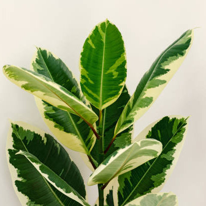 Ficus Elastica Tineke Struik