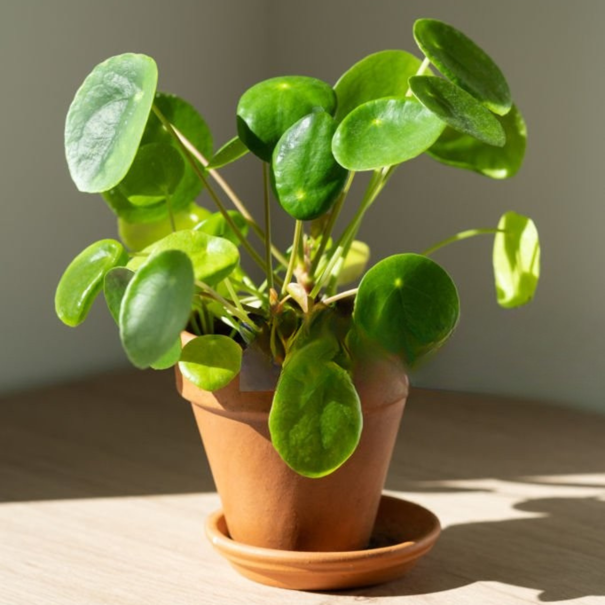 Peperomia Hope