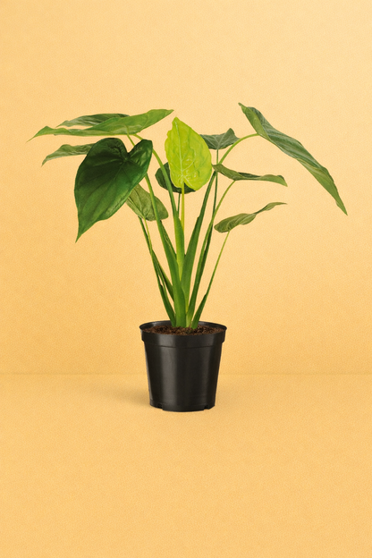 Alocasia Cucullata