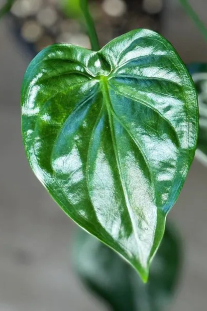 Alocasia Cucullata