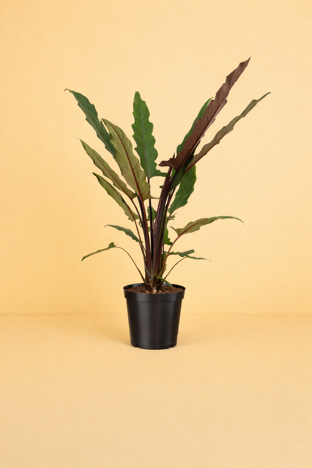 Alocasia Lauterbachiana
