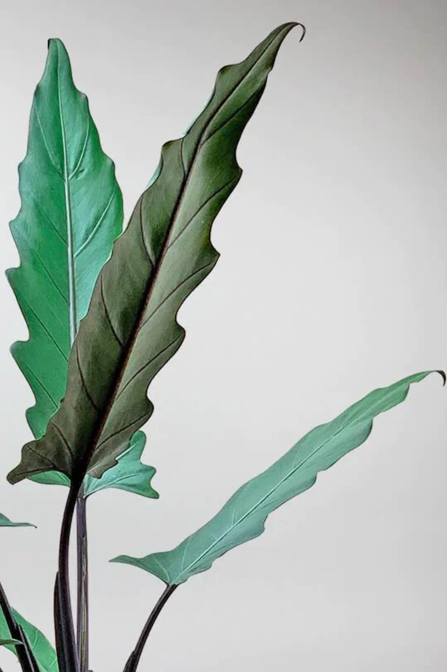 Alocasia Lauterbachiana